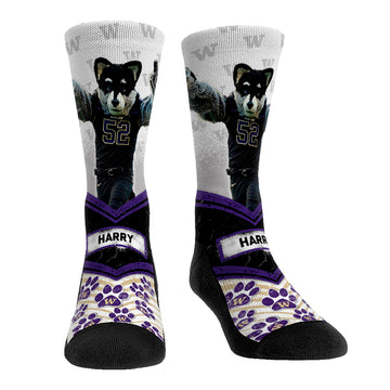 Washington Huskies - Mascot Walkout